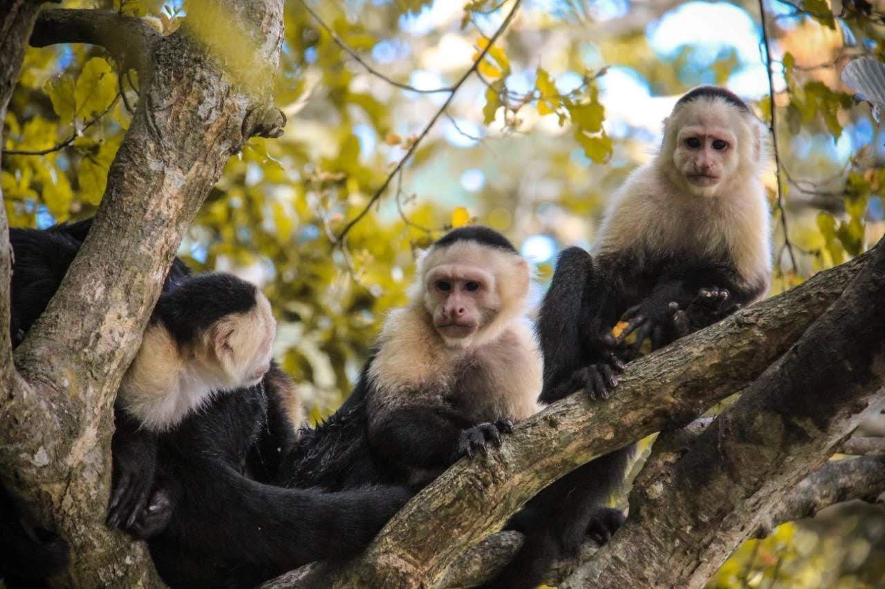 Monkeys in the wild Panama