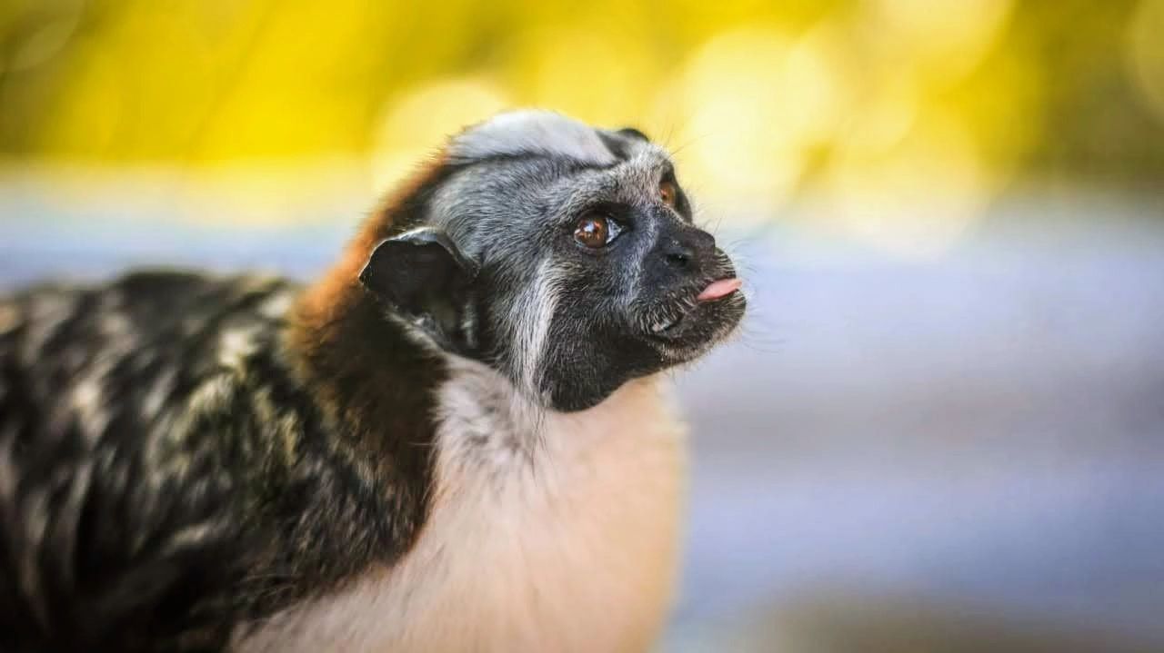 Capuchin monkeys Panama